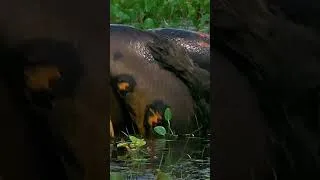 Thumbnail: You Won’t Survive These Amazon Predators 😱