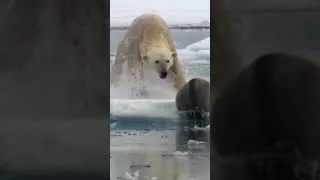 Thumbnail: Canada’s Wildlife Is Disappearing Before Our Eyes