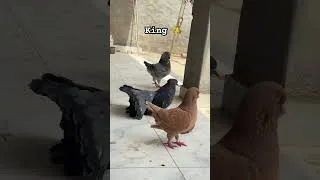 Thumbnail: King pigeon breed