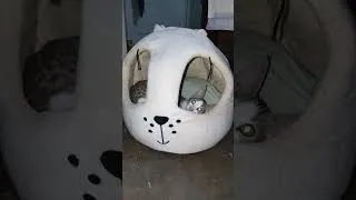 Thumbnail: cat playing