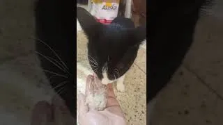 Thumbnail: My Cat's Favorite Moment of the Day #catlove #CatShorts #CatTreats #CuteCat #HandFeeding