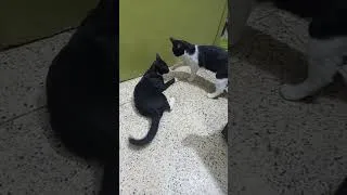 Thumbnail: Cats Playing | two young male cats playing #cat #catlove #kitten