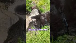 Thumbnail: Beans rolling around on stones in the garden #cats #catlife #garden #nature #cute