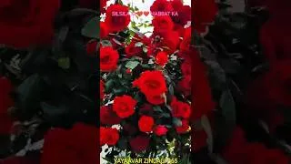 Thumbnail: SILSILA #shortsvideo #short #love #song #nature #travel