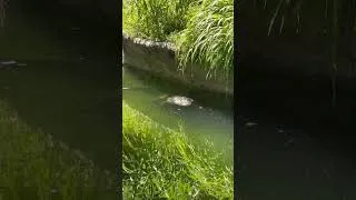 Thumbnail: Alligator 🐊! #shorts