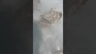 Thumbnail: Have you ever seen 👀 so many stingrays in the ocean?! #shorts