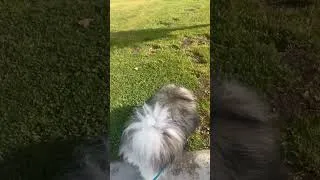 Thumbnail: 1 Year Old Keeshond Ginga’s Morning Walk