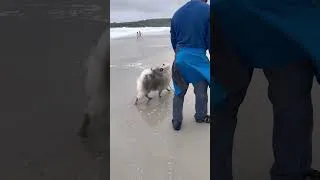 Thumbnail: 1 Year Old Keeshond Puppy Went to the Beach🌊🐾💕