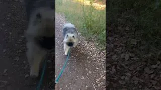 Thumbnail: Keeshond Puppy Ginga’s Saturday Morning Walk in a park!