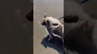 Thumbnail: Keeshond Puppy Ginga🐾💕 : The First Time At A Beach!🌊🏖⛱☀️