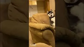 Thumbnail: This Husky Forgot He's a Dog 😂 #dog #shorts #funny
