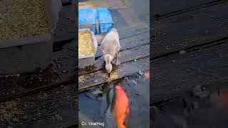 Thumbnail: Chicken Helping His Friend In Ways You Never Expected! ❤️