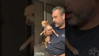 Thumbnail: The Smallest Employee on His First Day 😂 #dogs #shorts #funny