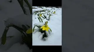 Thumbnail: What a weird weather year! #flowerfarm #gardening #pnwgarden