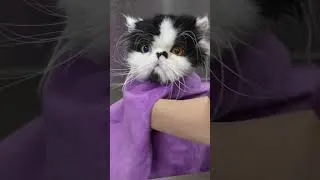 Thumbnail: This Cat is a Handsome Gentleman