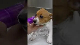 Thumbnail: These Might Be The Cutest Puppies EVER
