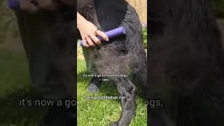 Thumbnail: #1 pet brush on the market