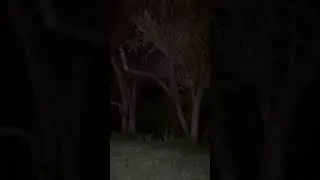 Thumbnail: Mee yam mangba park ta koiba lak ee- ei hanna paranormal thengnaraba????