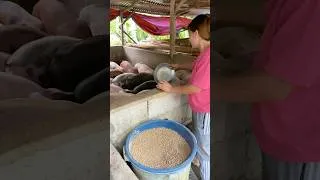 Thumbnail: This is very easy way to feeding pig#backyardfarming