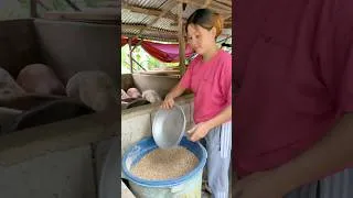 Thumbnail: This beautiful Lady easy way to feed pig#backyardfarming