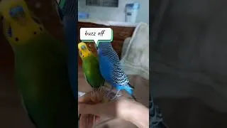 Thumbnail: POV: Your best friend is getting on your nerves 🦜😒 #shorts #petvlogs