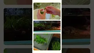 Thumbnail: 6g nano tank for the weekend