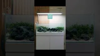 Thumbnail: Choosing aquarium hardscape is hard