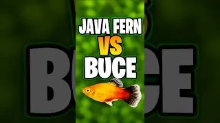 Thumbnail: Java Fern vs Bucephalandra: Which Is Better For A Low-Tech Planted Tank?