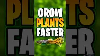 Thumbnail: The Easiest Way To Grow Aquarium Plants Faster!