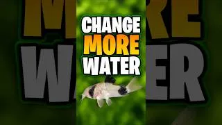 Thumbnail: The Water Change Myth Everyone Believes!