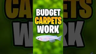 Thumbnail: This Budget Light Grew An Aquarium Carpet!