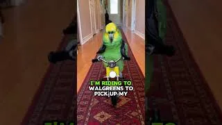 Thumbnail: Biker Parrot's Walgreens Run #funny #shorts #parrot
