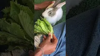 Thumbnail: Cute bunny eating lettuce #bunny #pet #rabbit #viralvideo