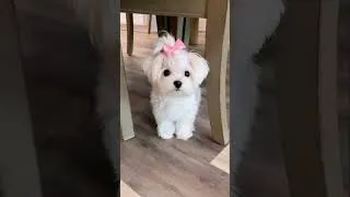 Thumbnail: They say only fools fall in love with them.. ❤️ #dogs #dog #doglover #viral #ytshorts #shorts #fyp