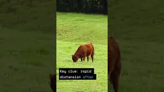 Thumbnail: vet_exam_mcq_cow_with_sudden_abdominal_distension_can you find the reason