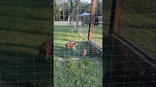 Thumbnail: So glad to love what I do…because I can’t leave! 🤣 #animallovers #smallfarm