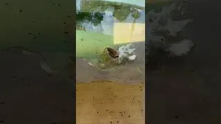 Thumbnail: Playing “hide and seek” with a Capybara!