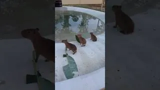 Thumbnail: They thought I was a Jaguar! They had to take their lunch on the run! #capybarashorts