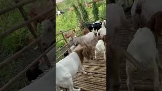 Thumbnail: Exploring The Most Beautiful Mountain Goat Farm