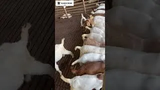 Thumbnail: The Daily Llife Of a Goat