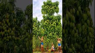 Thumbnail: How Do Australian Farmers Grow and Harvest Thousands of Tons of Mangoes?