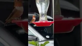 Thumbnail: RED HUMMINGBIRD PAYS ME A VISIT - July 2026.