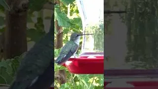 Thumbnail: HUMMINGBIRD DON’T FLY AWAY , July 20, 2026.￼