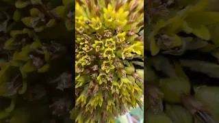 Thumbnail: SUNFLOWER, YARD UPDATE , July 19, 2026.￼