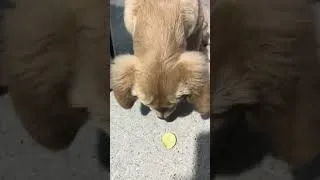 Thumbnail: Puppy eating lemon #goldenretriever #puppy