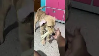 Thumbnail: #goldenretriever #puppy