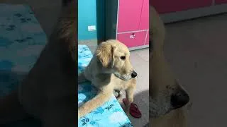Thumbnail: Cute golden retriever pippy #goldenretriever #puppy