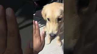 Thumbnail: Puppy drooling #goldenretriever #puppy