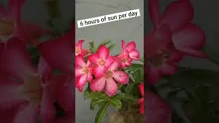 Thumbnail: Your ADENIUM is Not Flowering? Try This Tips