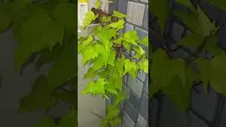 Thumbnail: Place Sweet Potatoes in the Bathroom And This Will Happen #shorts #gardening #how
